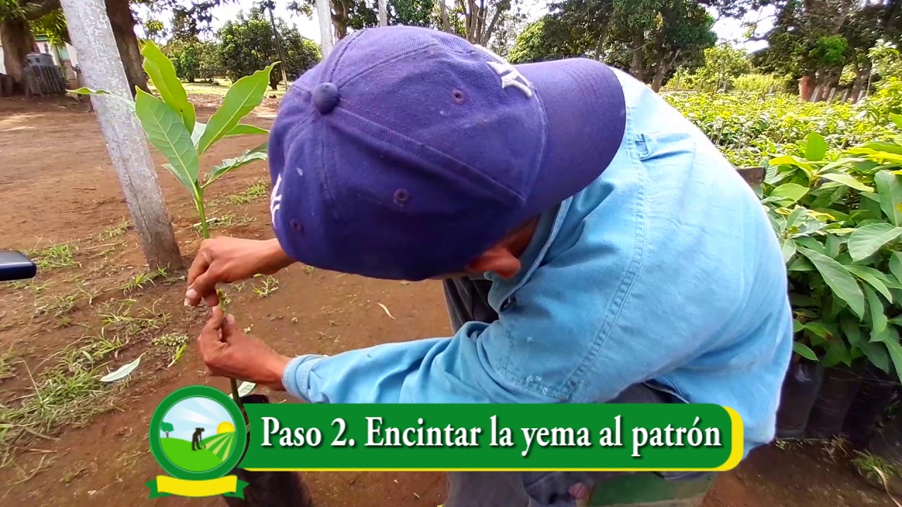 Injerto en aguacate