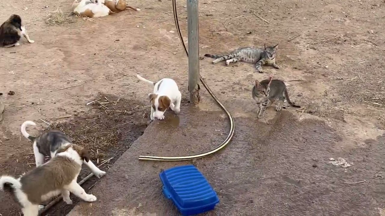 جولة في مزرعتي في الجنوب التونسي ريحة البلاد وحدها 🐶🐶🪿🐔🐣🐶🐑🐏🕊️🐈🐈
