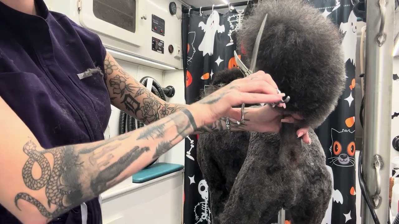Формируем идеальный хвост пуделя ✂️🐩