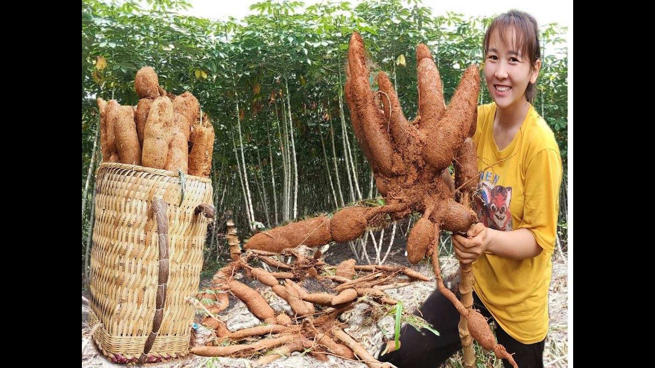 SannSuper giant cassava tubers, join me in harvesting super giant cassava