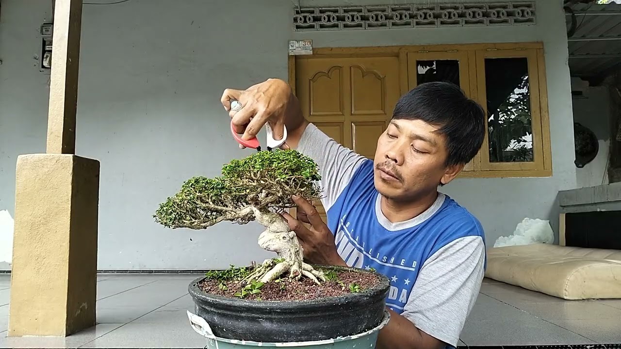 MERUNING BONSAI SANCANG PEMULA 
