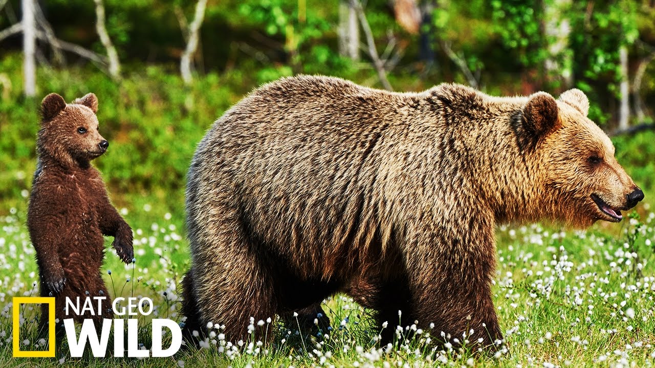 Les ours brun en Alaska