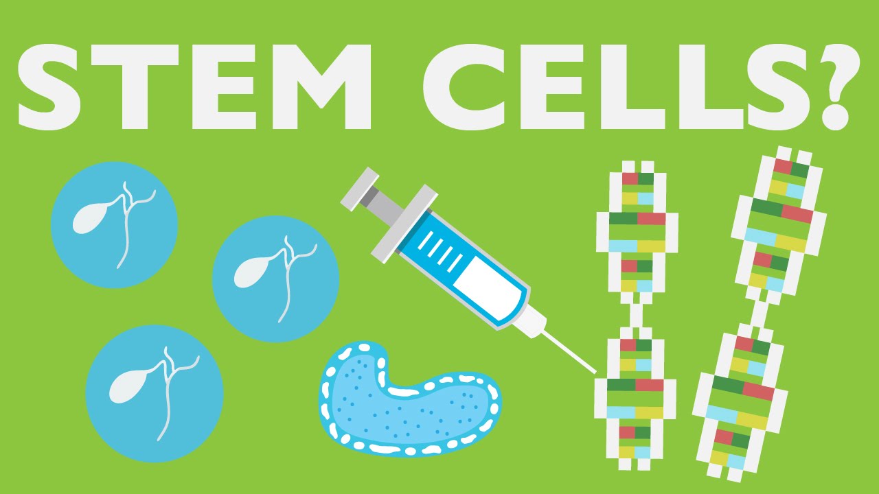 WHAT CAN STEM CELLS DO?