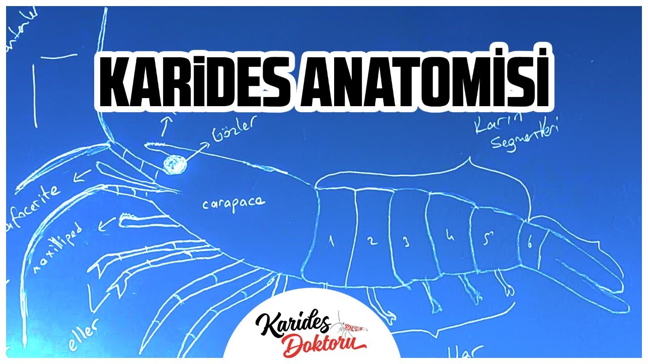 AKVARYUM KARİDESLERİ NEOCARİDİNA, CARİDİNA ANATOMİSİ/DWARF SHRİMP EXTERNAL ANATOMY