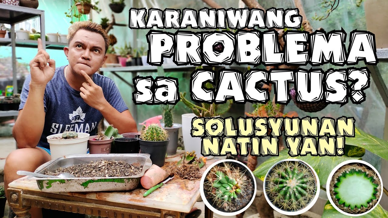 CACTUS COMMON PROBLEMS AND HOW TO SOLVE IT | PLANT CARE TIPS