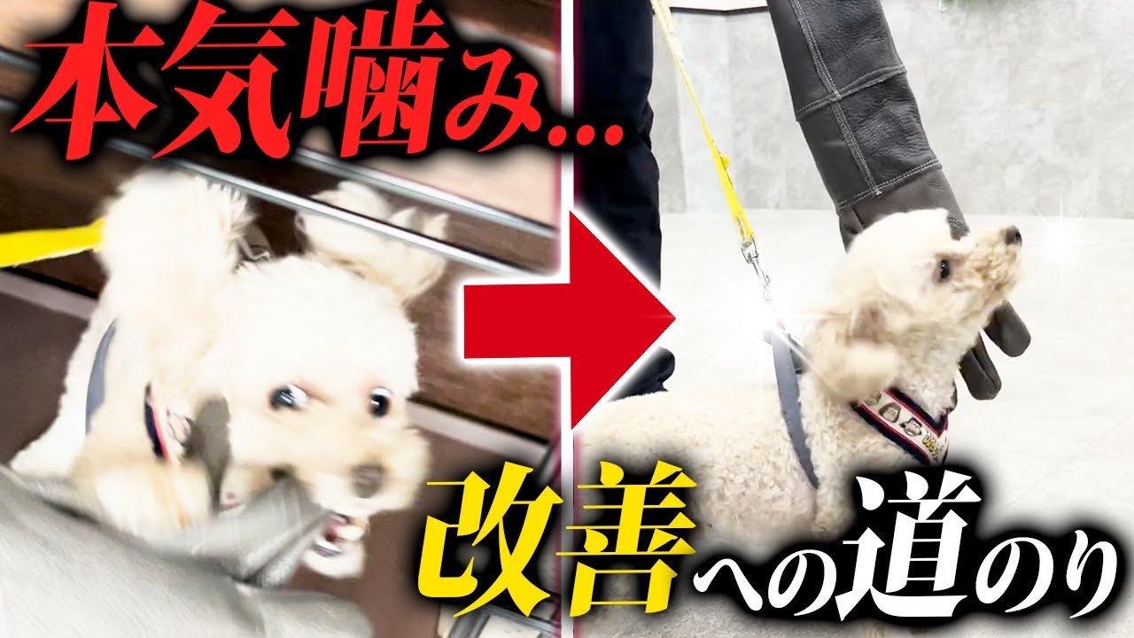 【実録】飼い主さんを本気で噛んでしまう犬の改善しつけ【警察犬ドッグトレーナー解説】