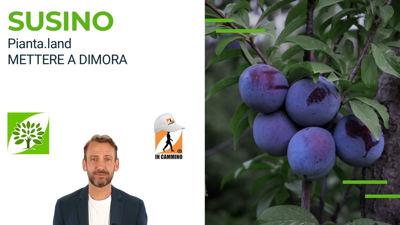 Il Susino 🌳 🥝 🥥  🍒 🥭 🌰 Pianta.land