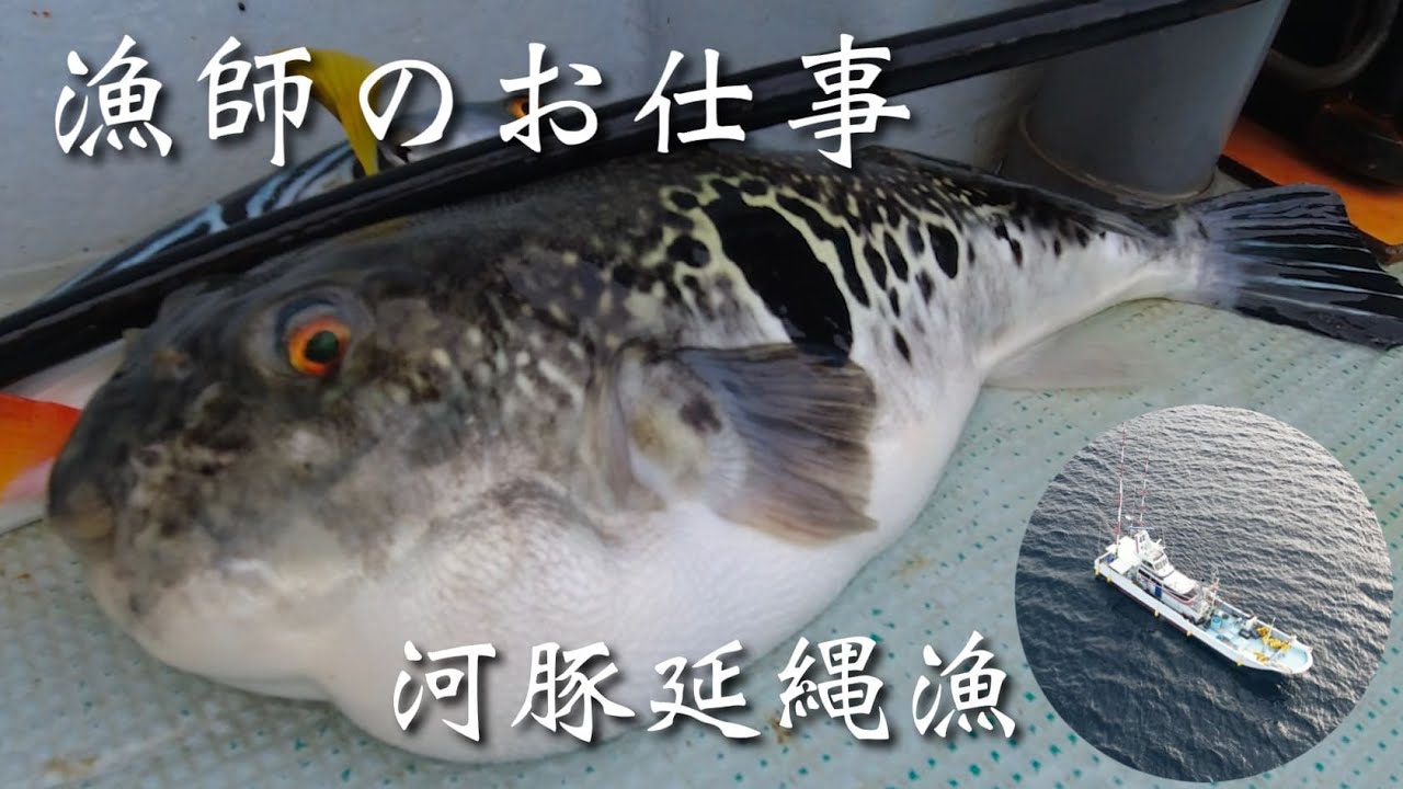 [漁師のお仕事]遠州河豚延縄漁について行ってみた