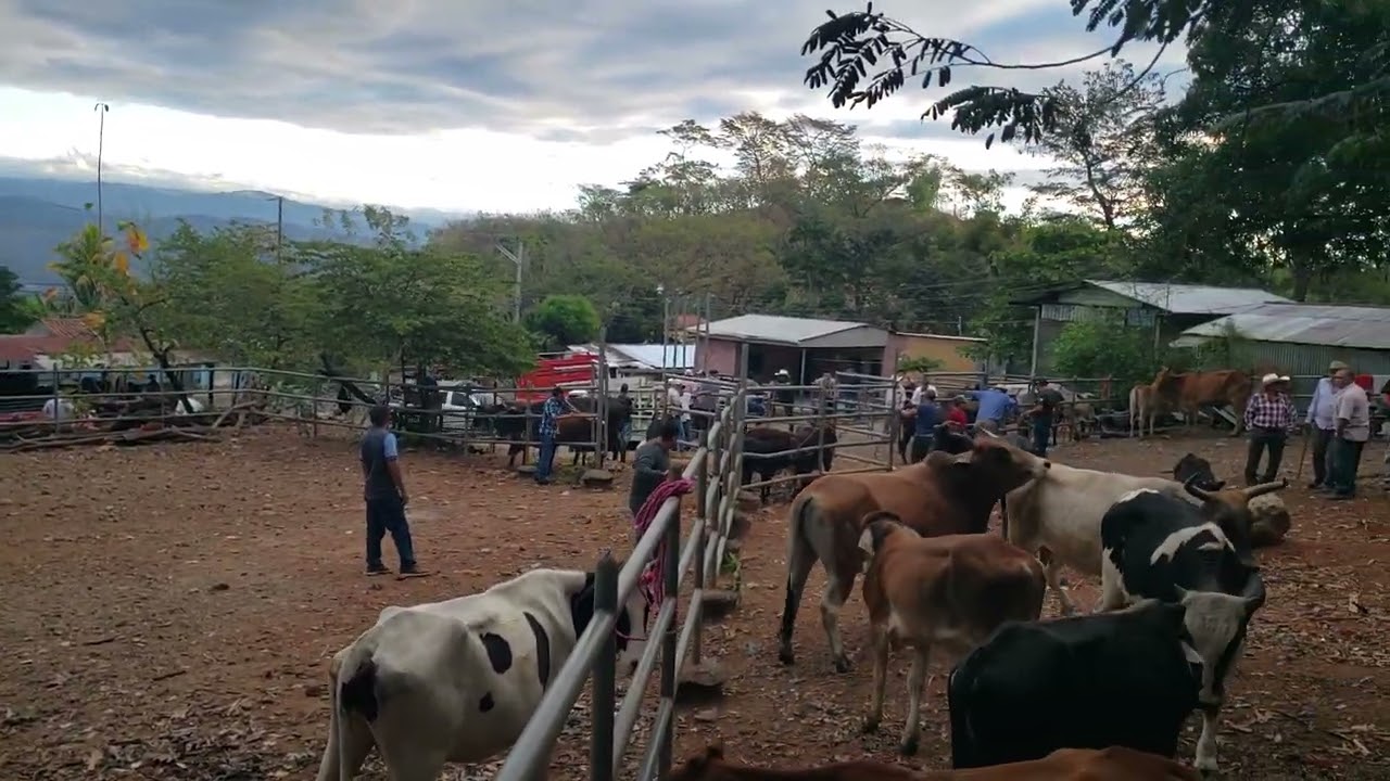 Viernes 23 de enero 2026, tiangue de Osicala, Morazán Sur, El Salvador