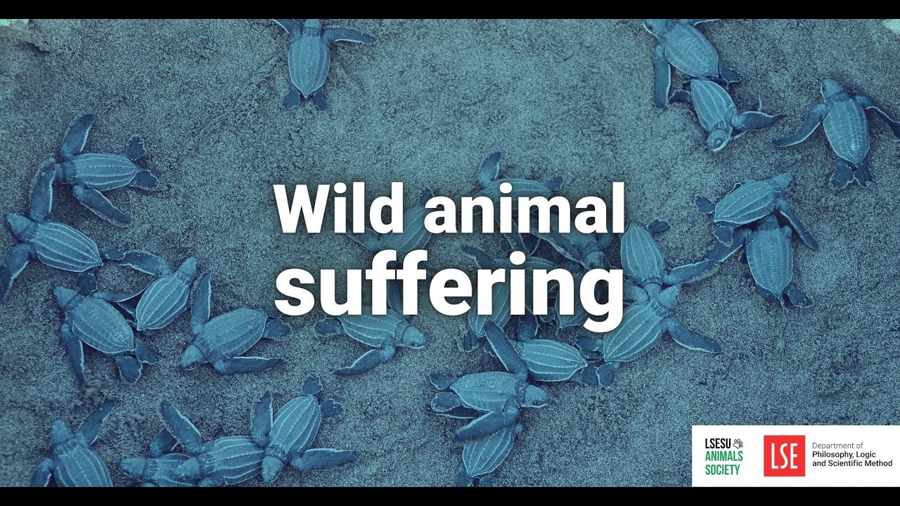 A beginner’s guide to wild animal suffering (Co-Hosted with LSE SU Animals’ Society)