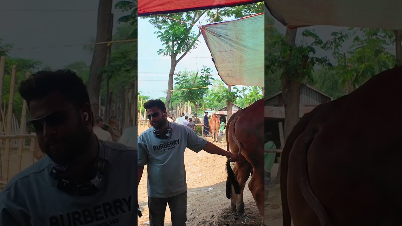 কুমিল্লার ভাইরাল ব্যাপারী ছাইফুল ভাইয়ের গরু কেন থাকে না ? থাকে শুধু আল্লাহর নাম ।