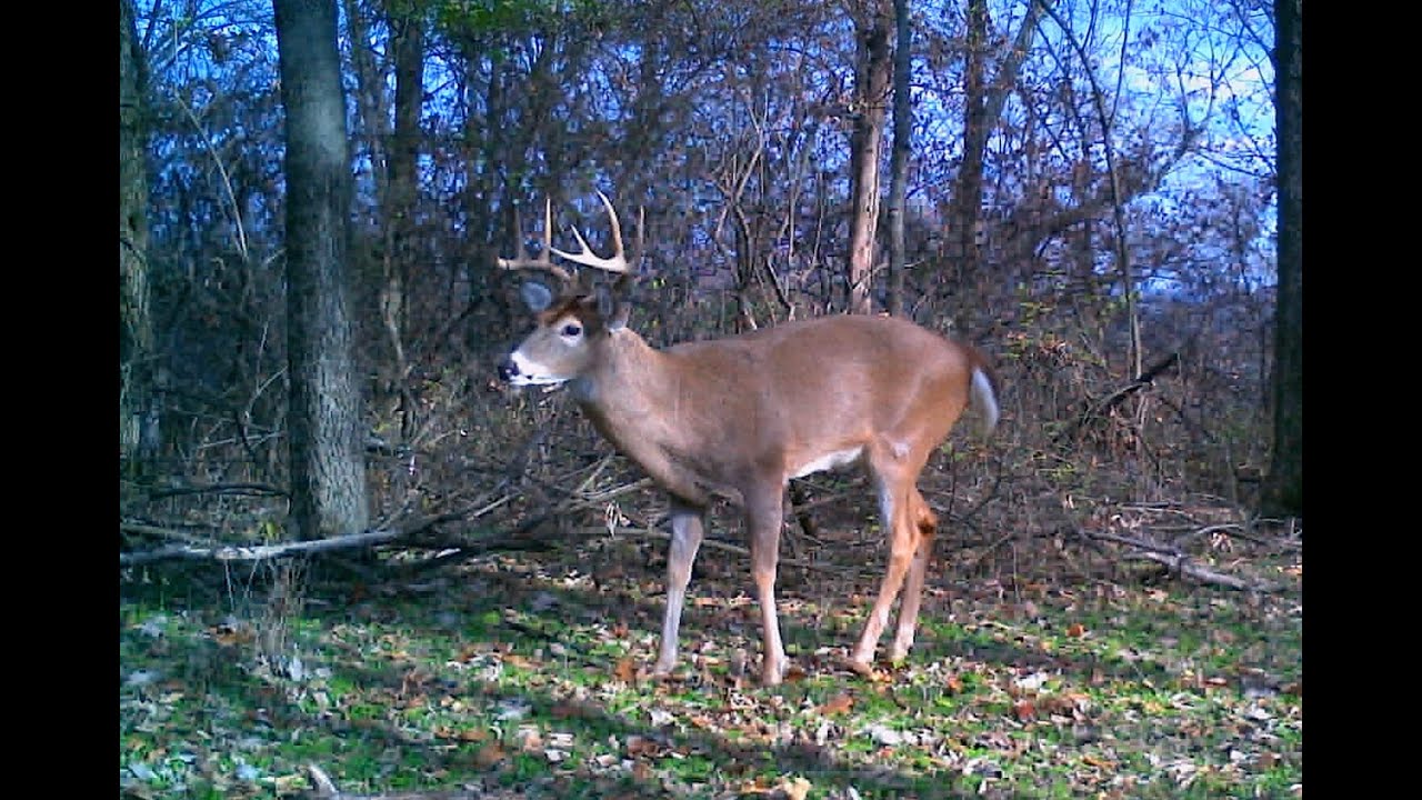 Forest Trail Cam   - Forest Hills, Nashville TN
