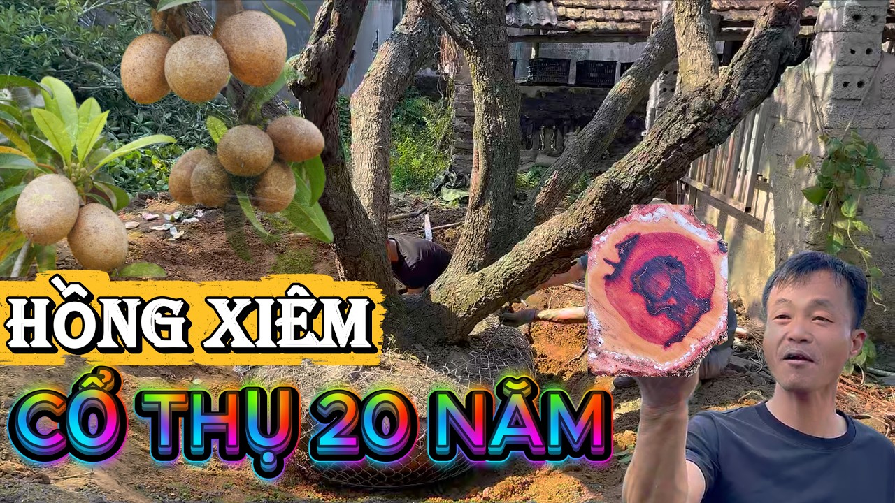 CÂY QUÊ MÀ CHẤT | T4 | TIẾP TỤC ĐÓN CỤ HỒNG XIÊM CỔ THỤ TRÊN 20 NĂM.