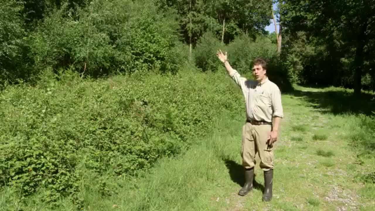 The wildlife benefits of ride management in woodland