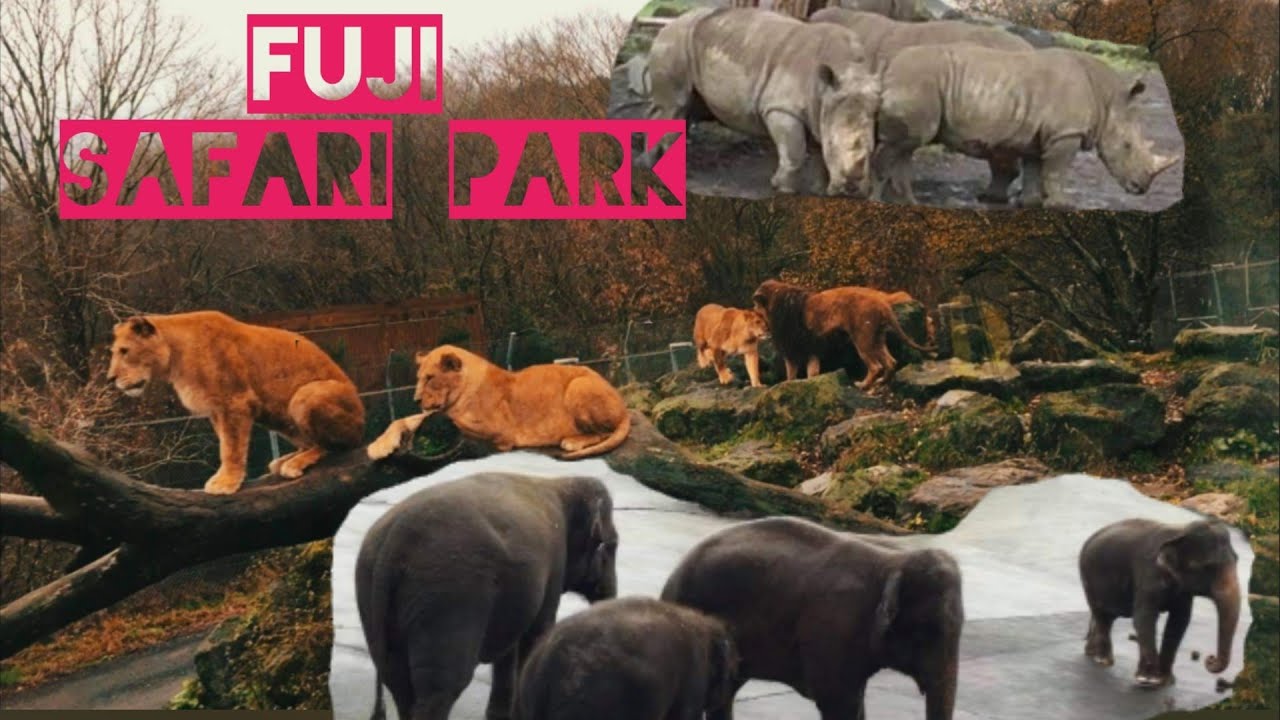 Fuji Safari Park [富士サファリパーク]