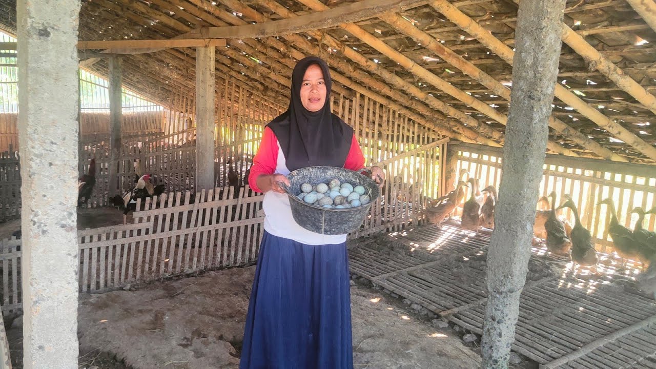 AKTIFITASKU PAGI HARI DIKANDANG BEBEK DAN INFO HARGA TELOR BEBEK LANGSUNG DARI PETERNAK!?
