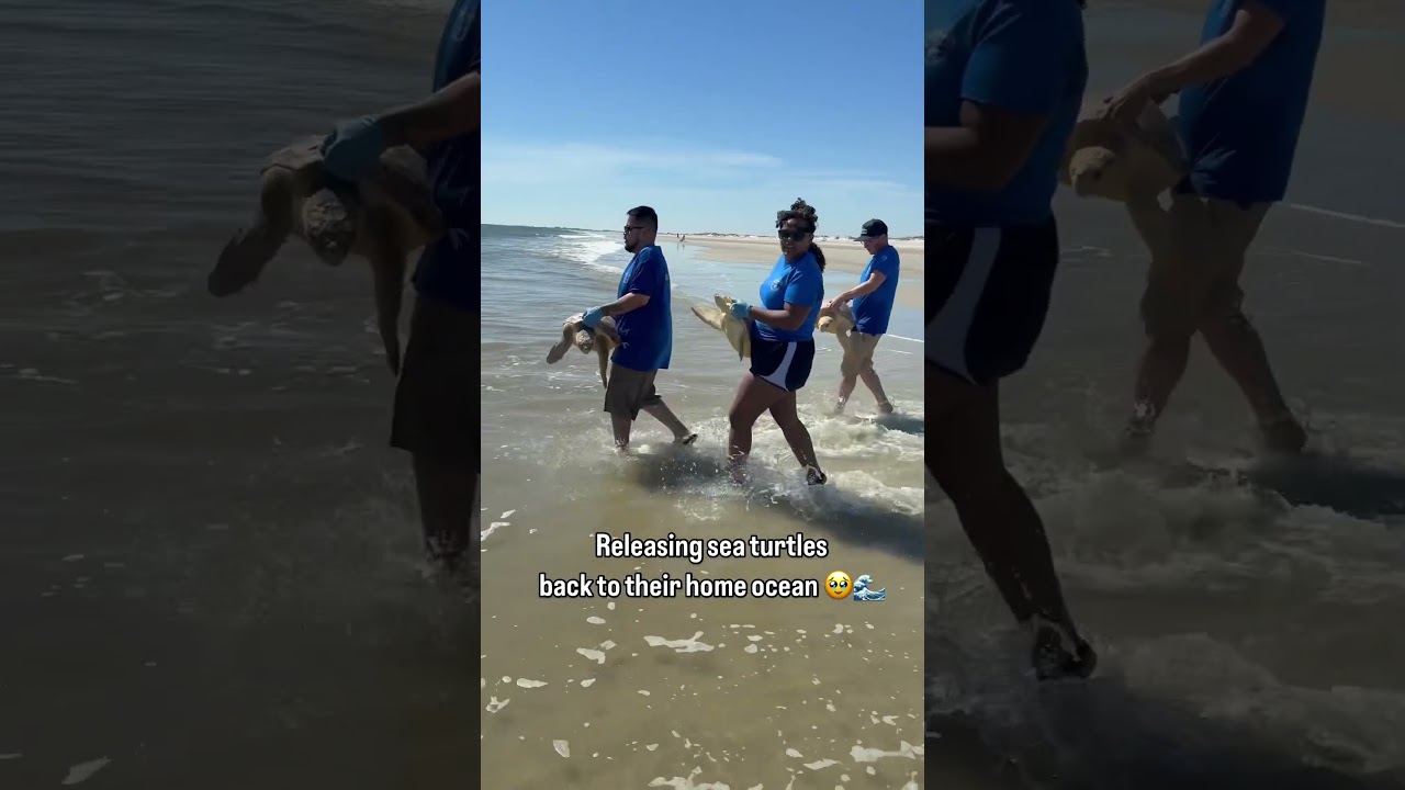 Seven Kemp&rsquo;s ridley and 12 loggerhead sea turtles were released back into the ocean yesterday!