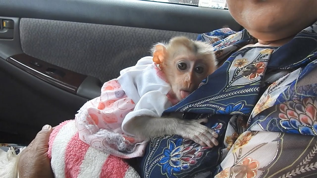 Jing Family Goes On A Road Trip