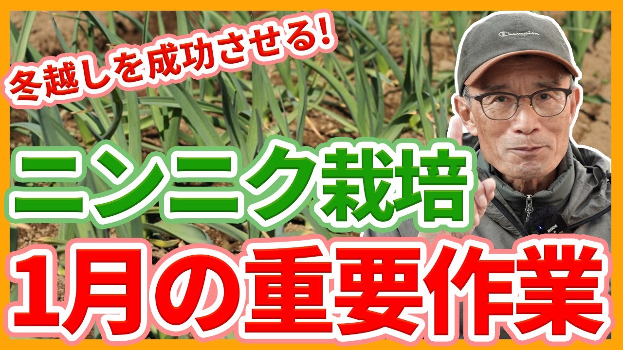 家庭菜園や農園のニンニク栽培で冬越しを成功させる！1月の重要作業とニンニクの育て方！【農家直伝】