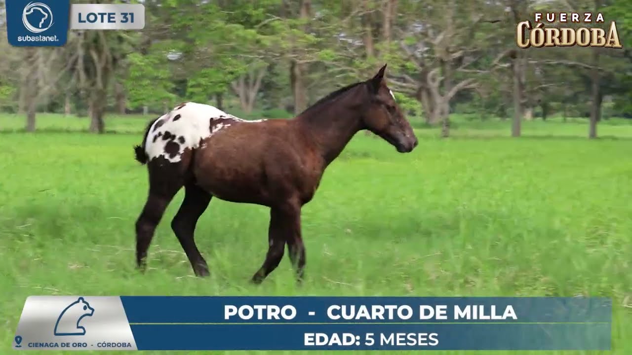 LOTE 31