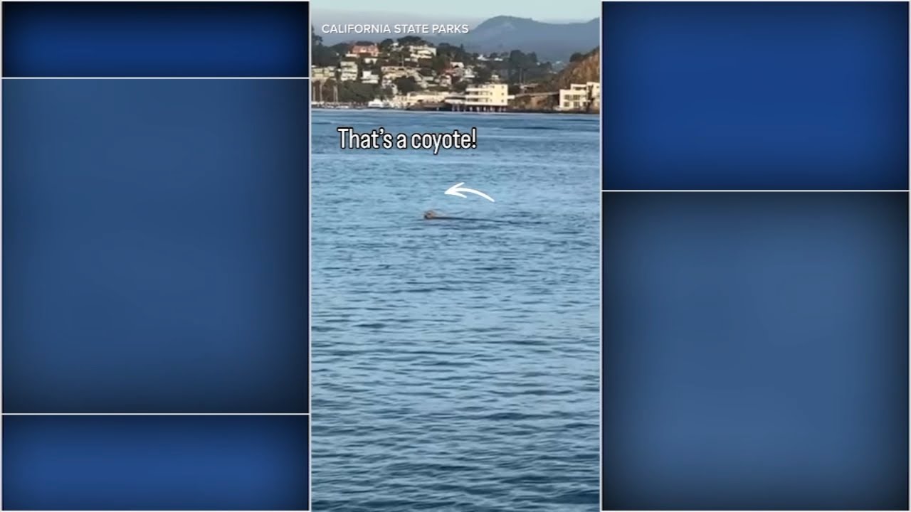 Rare sighting: Coyote swims in San Francisco Bay