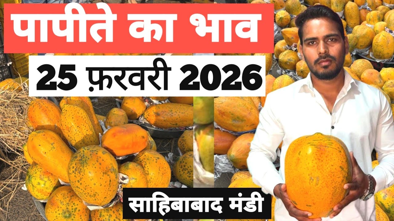25 February 2026 पपीते का भाव साहिबाबाद मंडी | today papaya rates in sahibabad mandi delhi NCR