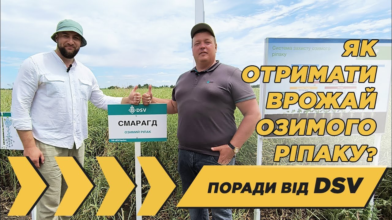 Як отримати максимальний врожай озимого ріпаку при зміні клімату | Поради від DSV