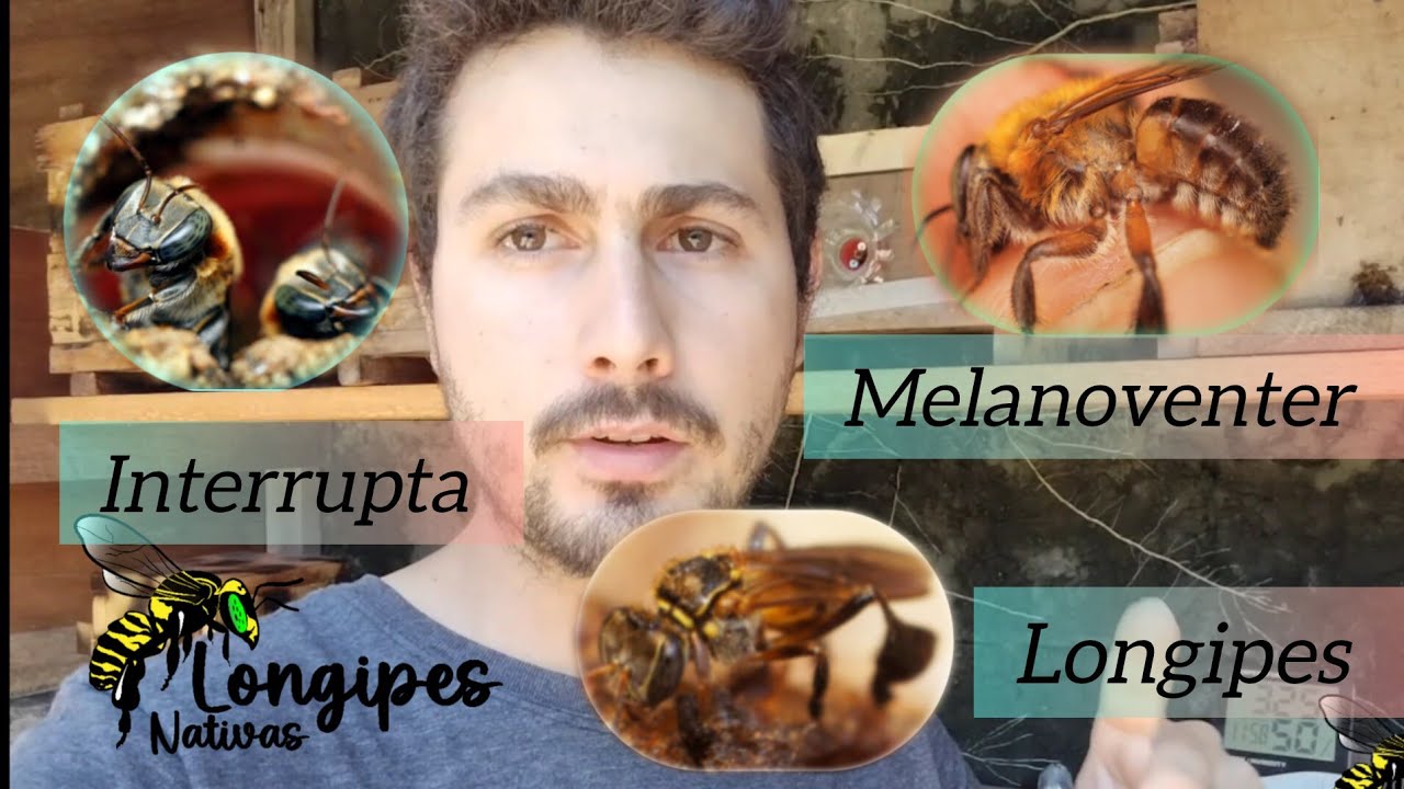 Resultado dos manejos e várias espécies amazônicas #bee #stinglessbee #jatai #meliponicultura #dicas