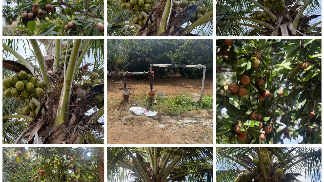 2.Acre 8 Gunte +30 Gunte Karaadu 👌super ￼Total ￼price..1 CR 10 Laksha gundlupete 15 km👉☎️8197706071