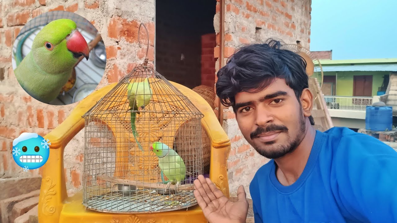 Mitthu ko thnd lag gayi 🥶🤪 