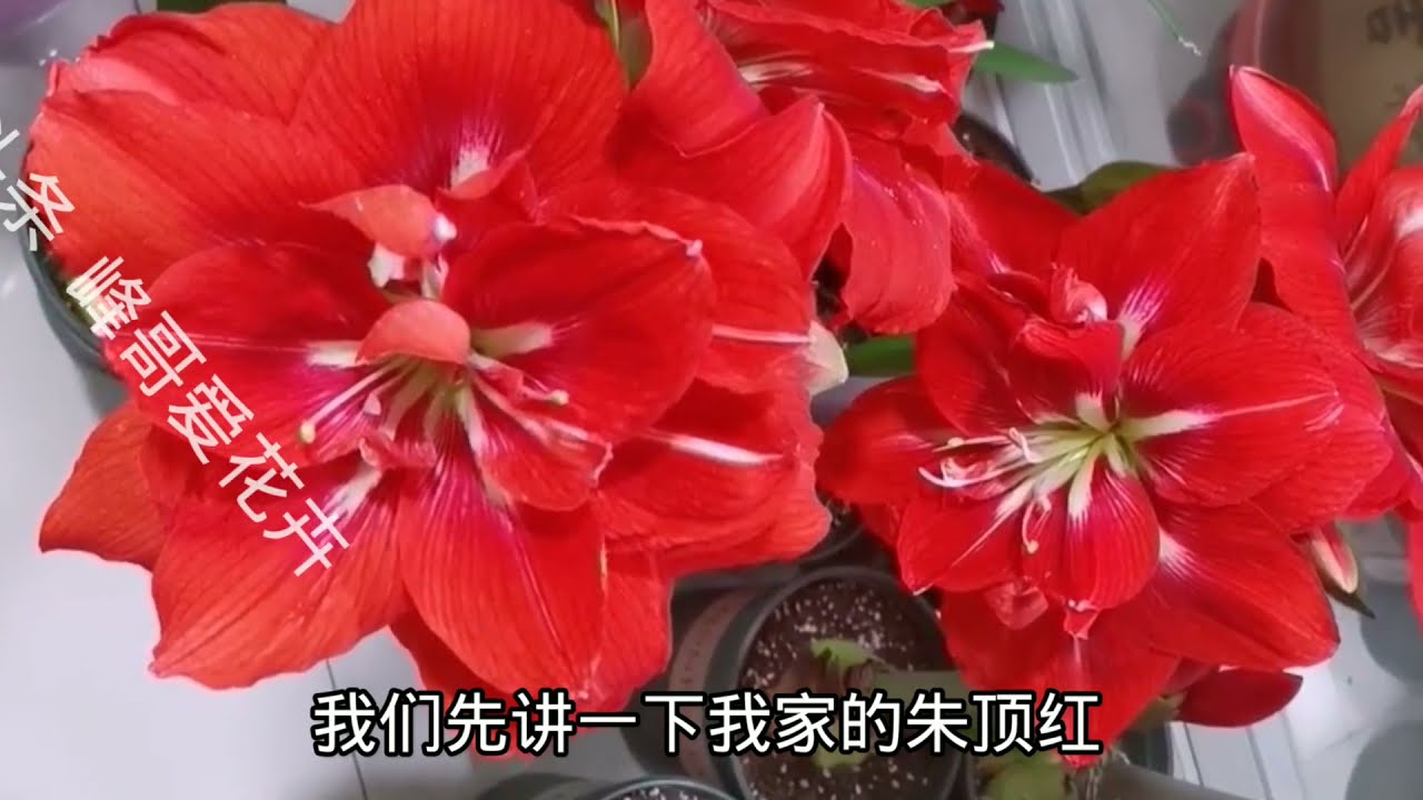 分享朱顶红种球的上盆方法、盆土配制和上盆后不生根的处理方法