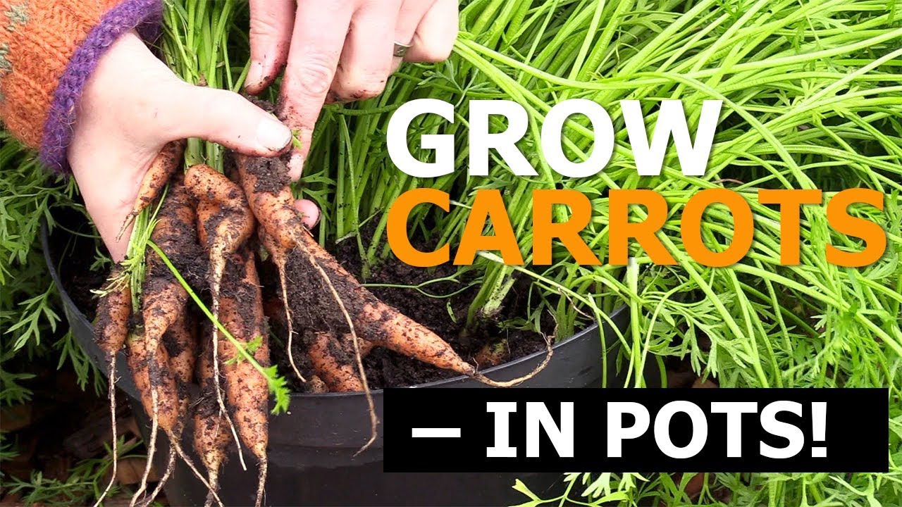 Growing Carrots in Containers and Pots &ndash; My Favorite Method