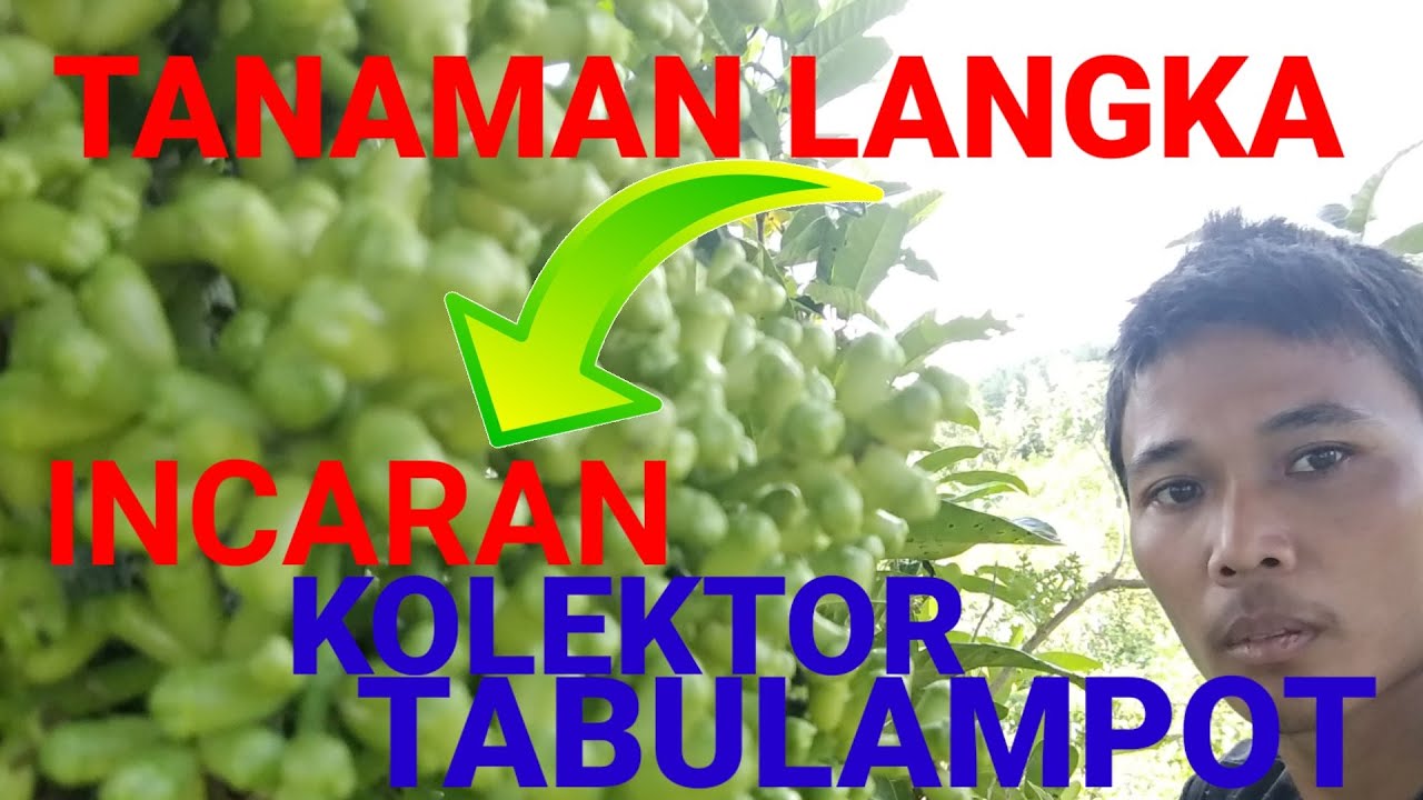 TANAMAN LANGKA INCARAN KOLEKTOR TABULAMPOT ,tanaman unik  ,tanaman buahGOWOK ATAU KALIASEM