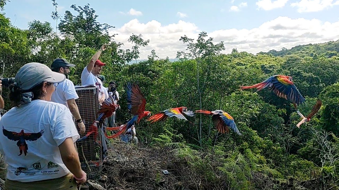 See the moment 19 rescued macaws were released back into the wild