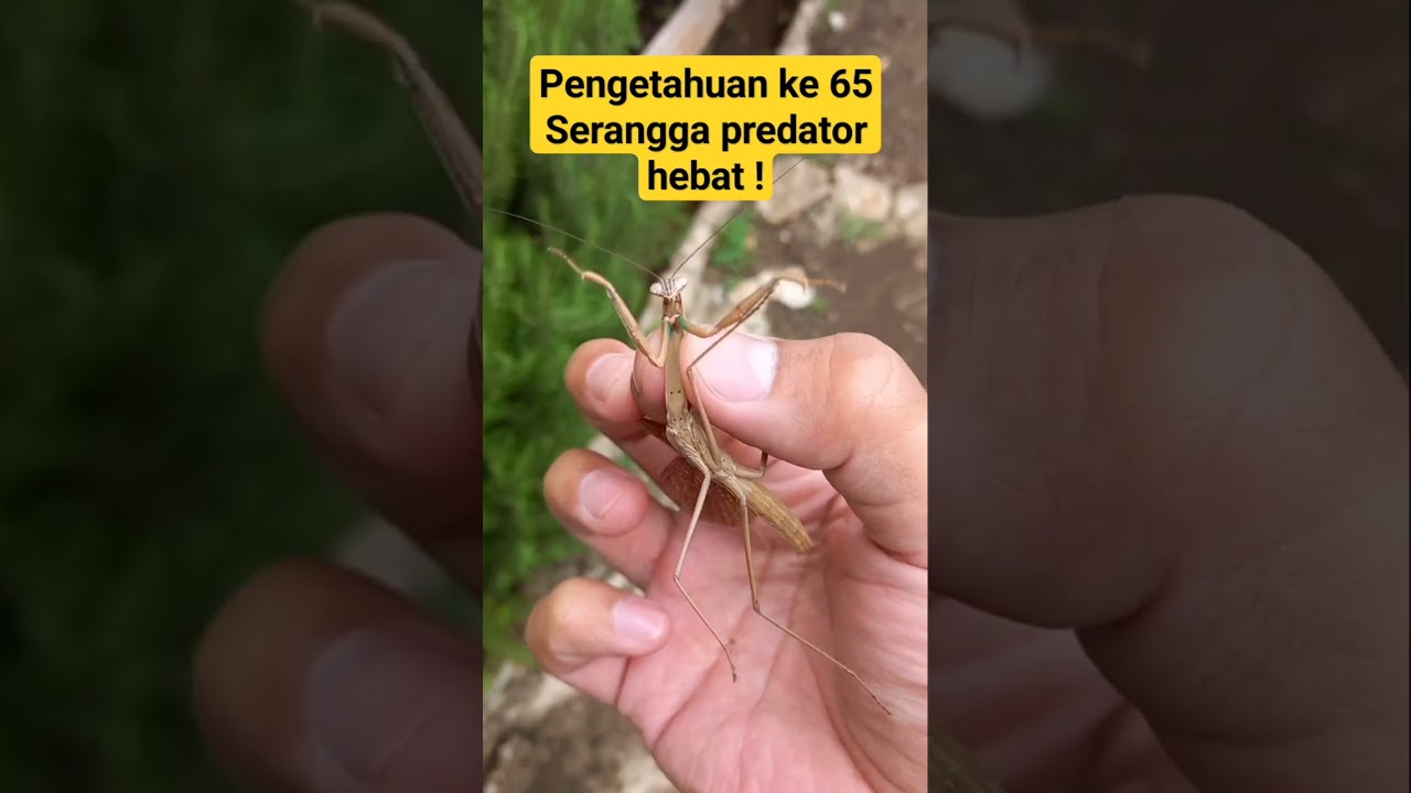 Serangga predator hebat !