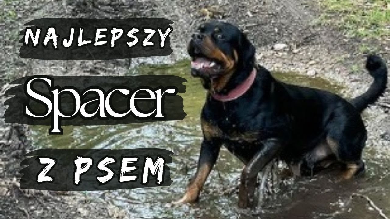 JAK SPACEROWAĆ Z PSEM? SEKRETY IDEALNEGO SPACERU