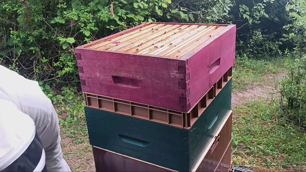 Hausses,reines, frelons, fin de saison 🐝#apiculture