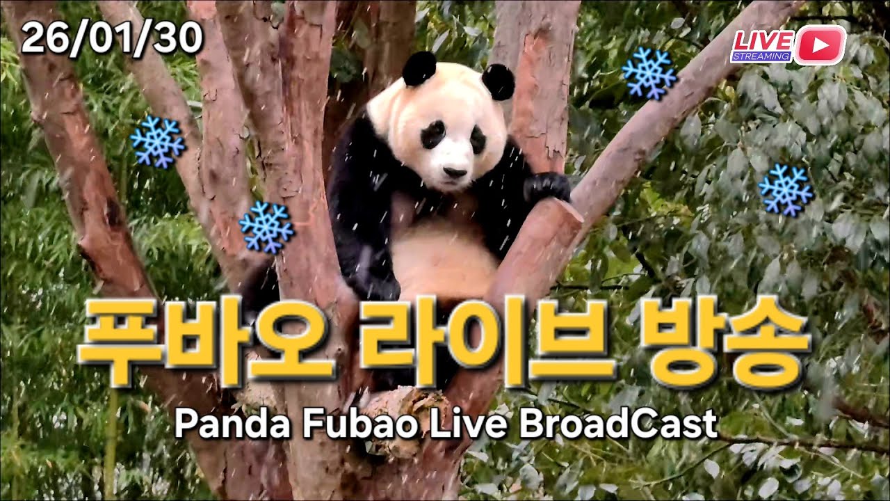 26년 1월 30일 푸바오 라이브 방송 : 선수핑에 눈 내려요❤️Panda Fubao Live Broad Cast