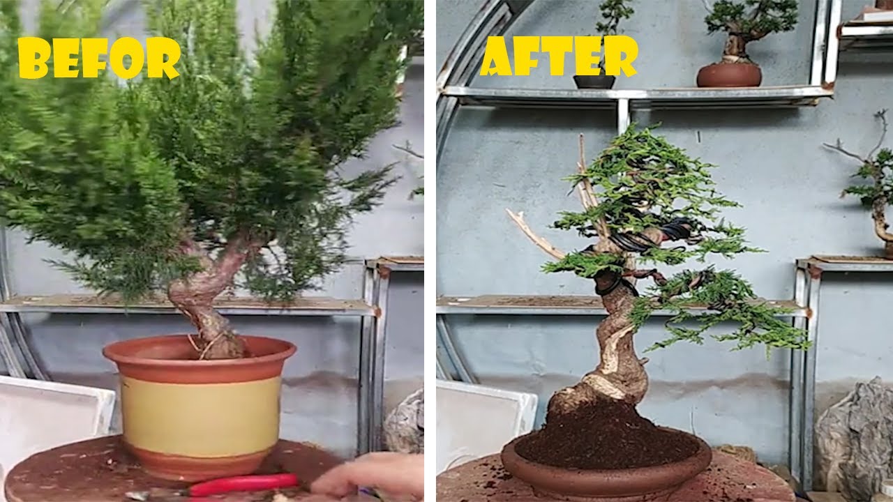 How to bend and prune great bonsai - A guide for beginners to bonsai #01