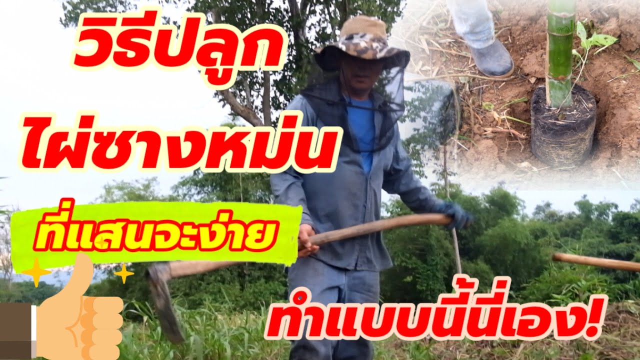 ปลูกไผ่ซางหม่น…ที่แสนจะง่าย …ทำแบบนี้นี่เอง!