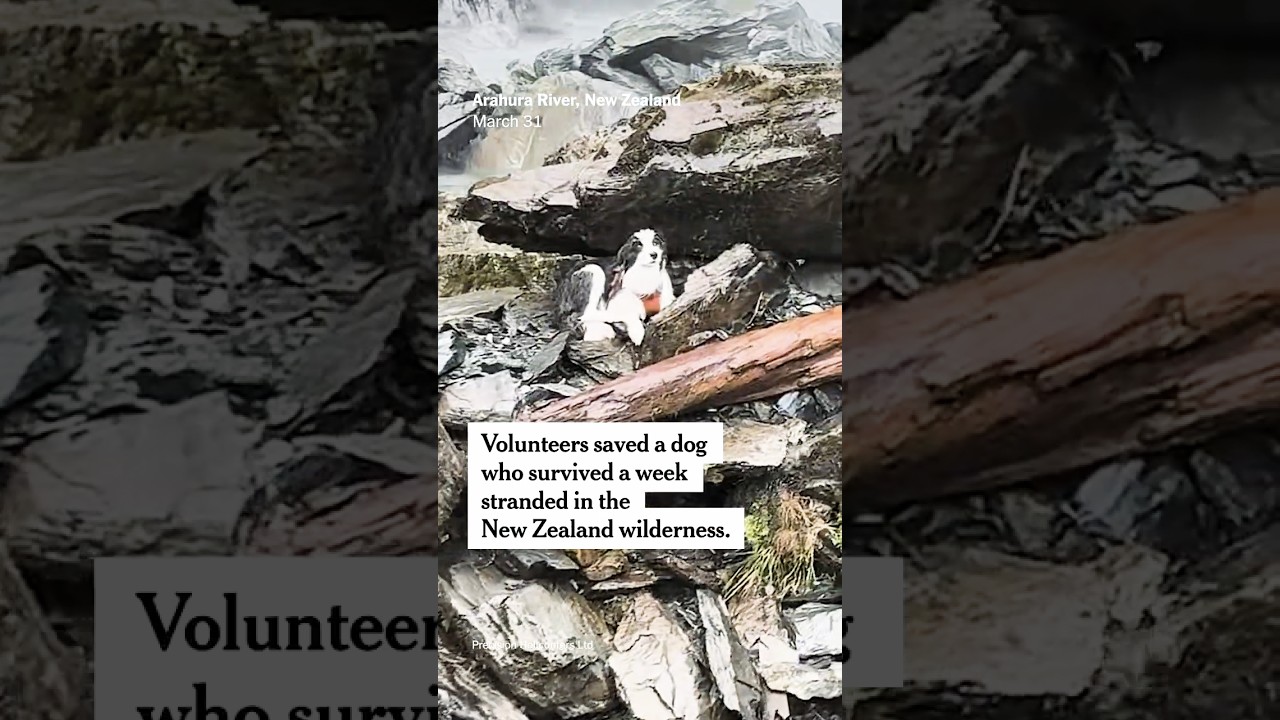 Dog Is Rescued by Helicopter After a Week in the Wilderness