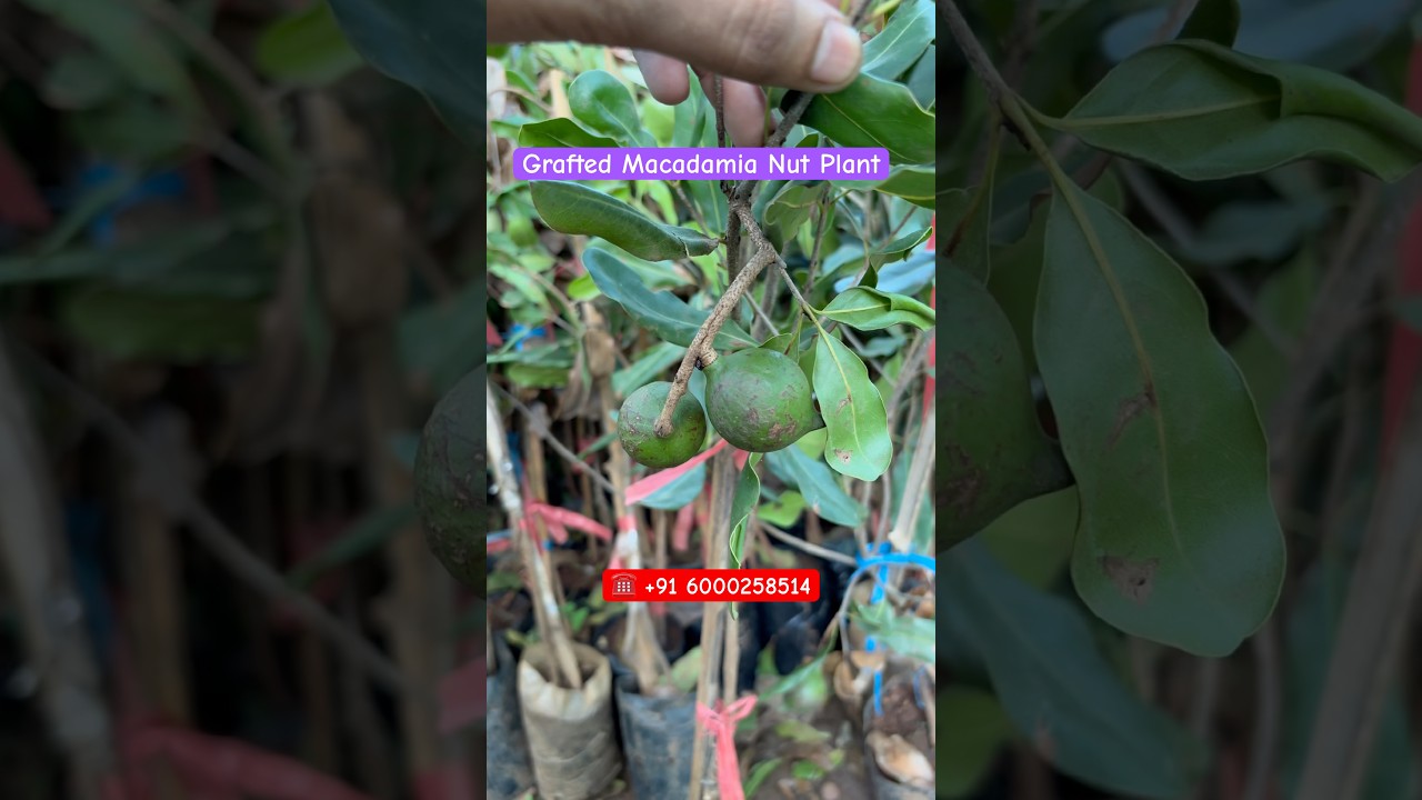 Macadamia Nut Grafted Plant - Price | Macadamia Plant
