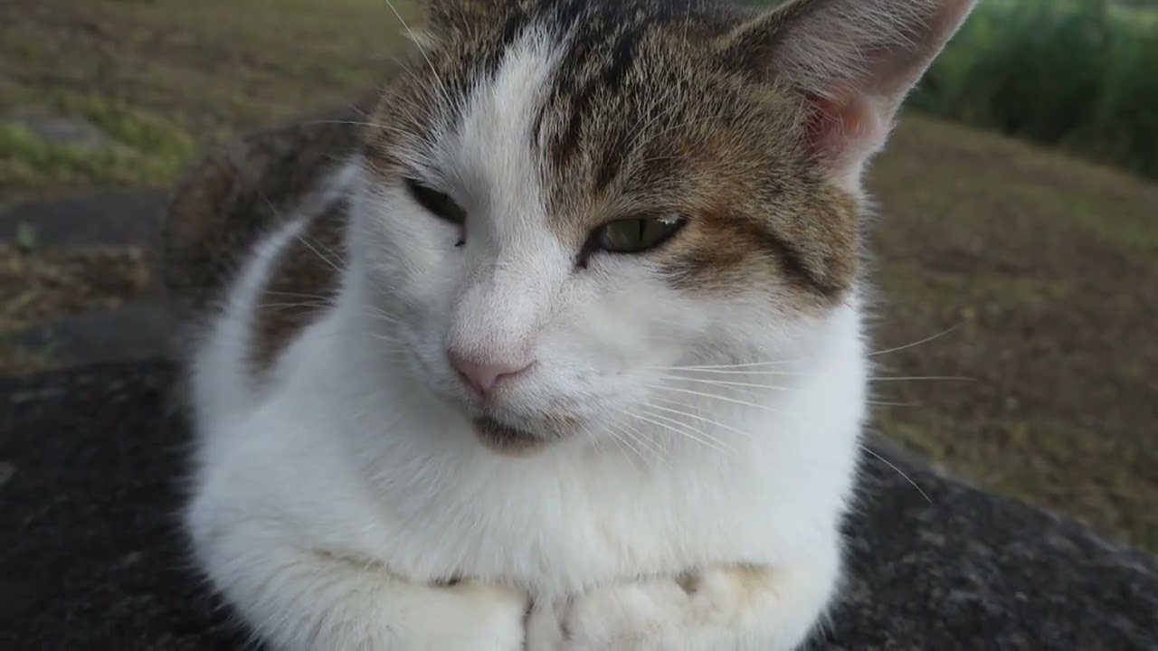 【Cat Video】 meowmeow Happy #cat  #cats  #cute
