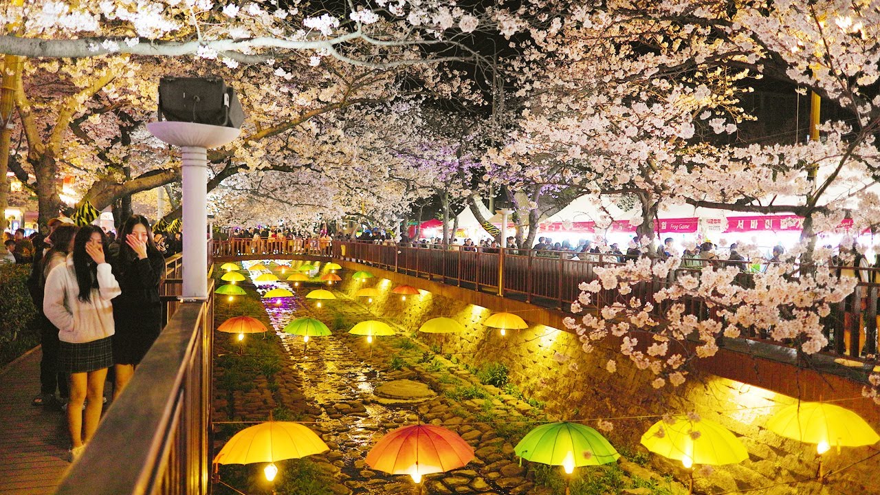 진해 벚꽃축제🌸진해 여좌천 로망스 다리 벚꽃 만개, 데이트하기 좋은 곳. 진해 군항제, 진해 벚꽃 명소, 대한민국 구석구석 여행. 서울 여행 워커.