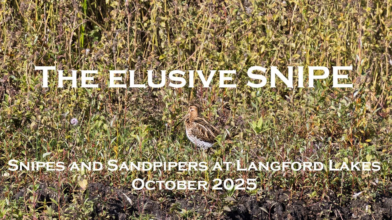 A year at Langford Lakes - Snipe and Sandpipers October 2025