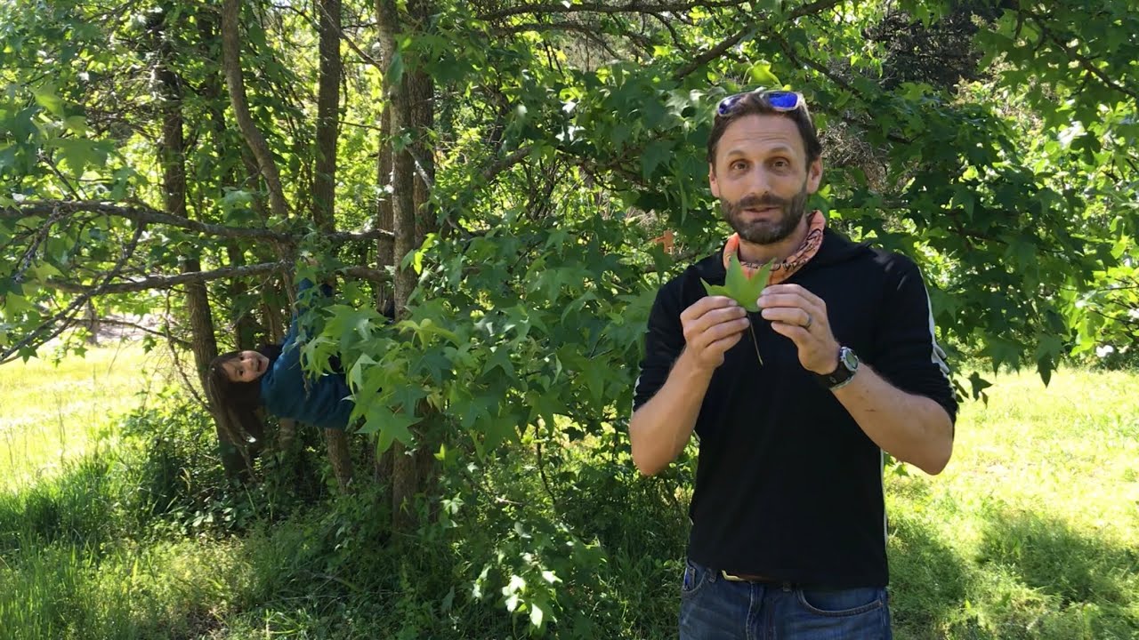 5 Easy-to-Identify Trees of NC - Outdoor Education