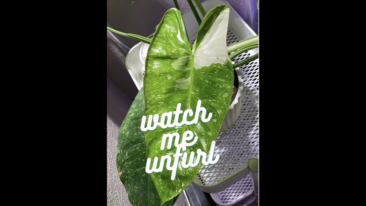 Jose Buono leaf unfurling 