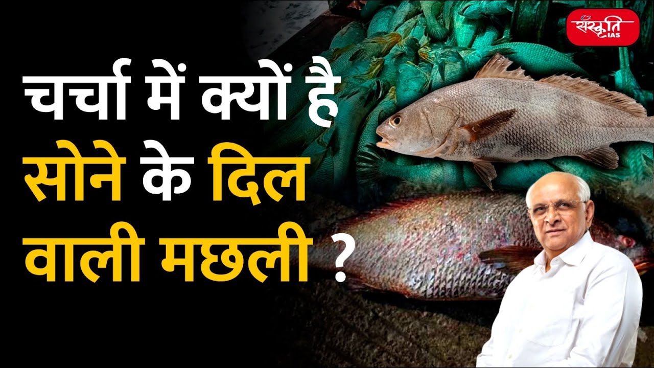 What is Ghol Fish | Ghol Fish | Black-spotted croaker Fish | State Fish of Gujarat | Sanskriti IAS