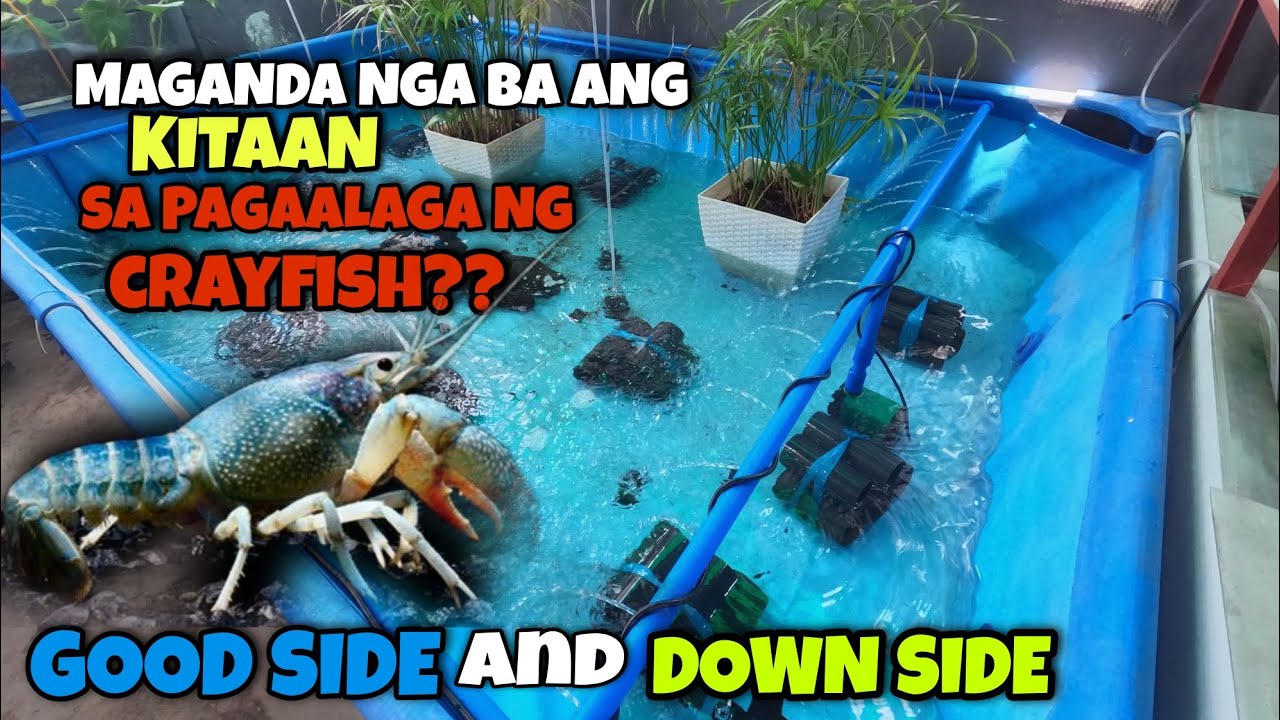 MAGANDA nga ba ang KITAAN SA PAGAALAGA NG CRAYFISH??🤔Alamin ang GOOD SIDE at DOWN SIDE nito!😱😱😱