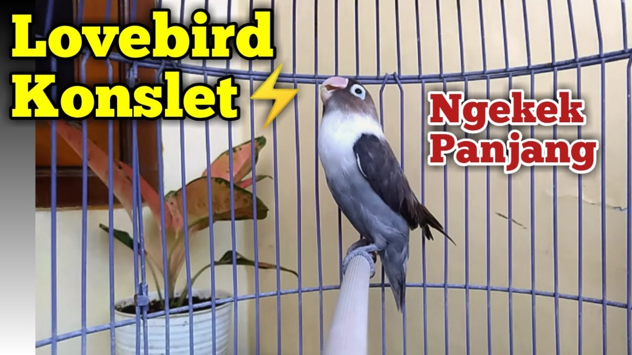 Suara Burung Lovebird KONSLET Ngekek Panjang Mantab, Terapi Jitu Lovebird Bahan Cepat GACOR